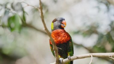 Hindistan cevizi Lorikeet Ağaca tünemiş