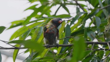 Hindistancevizi Lorikeet Ağaca tünemiş tavuk