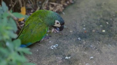 Mavi Kanatlı Makarna Taşı Çiğniyor