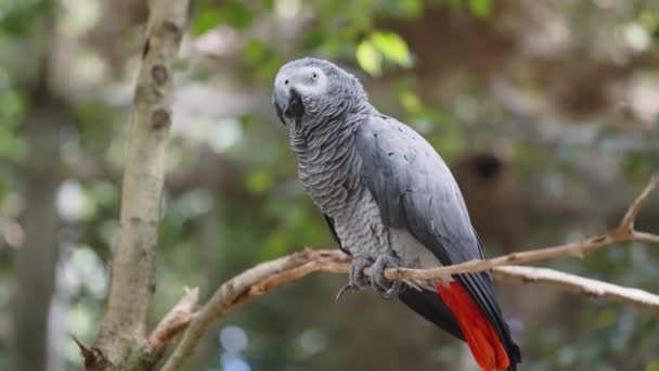 Ağaçta tünemiş Afrika Gri Papağanı — Stok video