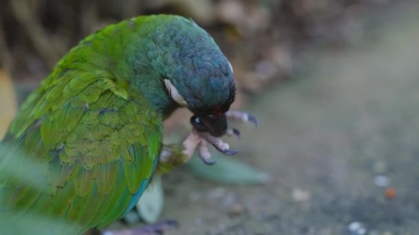 Guacamayo de alas azules masticando piedra — Vídeos de Stock