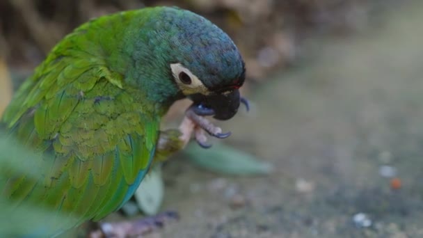 Aras à ailes bleues mâchant sur la pierre — Video