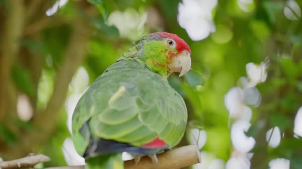 Perroquet Amazone à couronne rouge perché dans l'arbre — Video