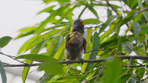 Kókusz Lorikeet Chick Ülőhely faágon — Stock videók