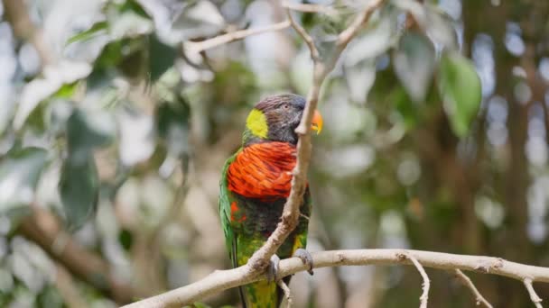 Kokosnuss-Lorikeet hockt auf Ast im Baum — Stockvideo