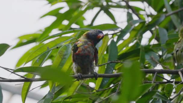 Kokosnuss-Lorikeet-Küken hocken auf Ast im Baum — Stockvideo