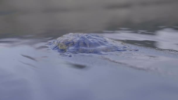 Close Handheld Shot Jellyfish Washed Black Sand Beach Iceland — Stock Video