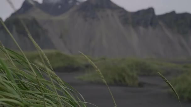 冰岛Vestrahorn山后风中飘扬的海滩草的中等焦距射击 — 图库视频影像