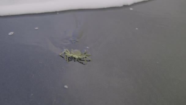 Slow Motion Wide Shot Crab Engulfed Tide Black Sand Beach — Αρχείο Βίντεο