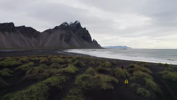 슬로우 바다의 터프츠 위검은 모래사장을 비행하여 바다를 향하고 아이슬란드의 — 비디오