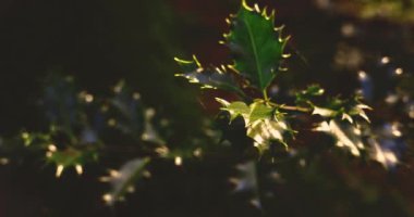 Sunlit Holly Bush Karanlık Ormanda Ayrıldı