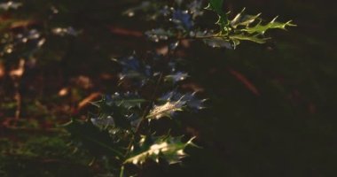 Sunlit Holly Bush Karanlık Ormanda Ayrıldı