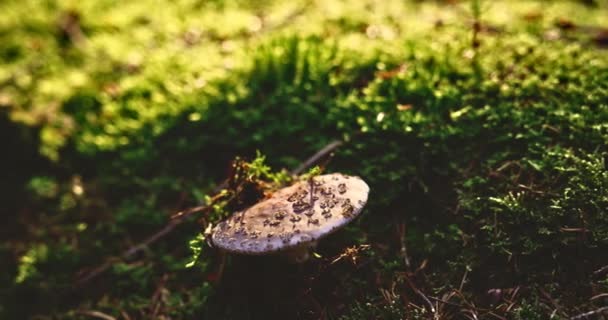 Žabí stolička na sluncem zalité lesní podlaze — Stock video