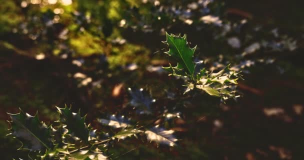 Slunečné Holly Bush listí v lese — Stock video