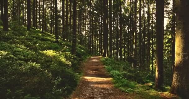 Fußweg im üppigen Wald mit Sonnenlicht, das durch Bäume scheint — Stockvideo