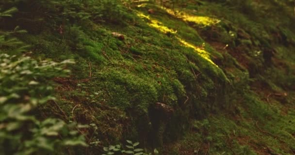Sonnenbeschienener Waldboden mit Moos — Stockvideo