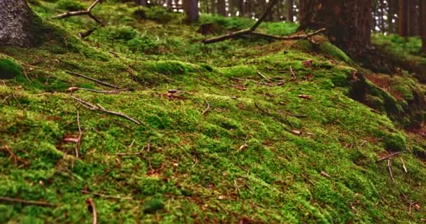 Moss verde no chão da floresta — Vídeo de Stock