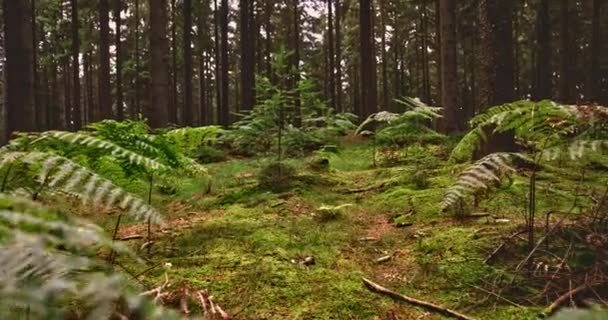 Res genom skogen med träd och bracken — Stockvideo