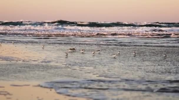 Flock of sanderlings walking along shore at low tide — Stock Video