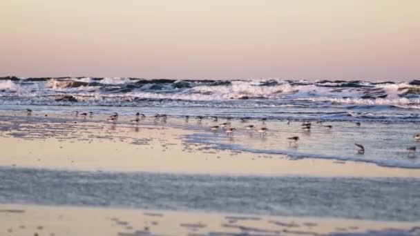 Flock of sanderlings walking along shore — Stock Video