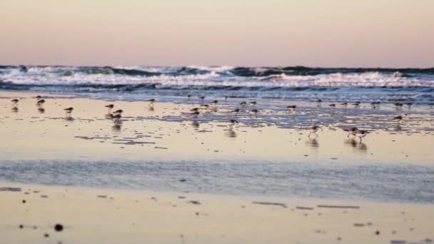 Flock of sanderlings walking along shore — Stock Video