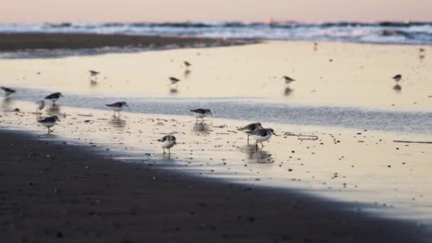 Sanderlings along shore at low tide — Stock Video