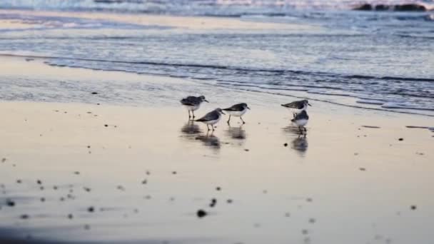 Sanderlings walking along beach at low tide — Stock Video