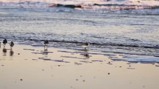 Sanderlings entering sea together — Stock Video