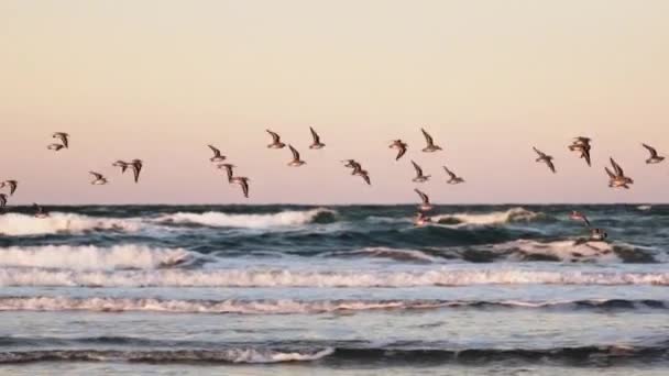 Αμμόλοφους που πετούν πάνω από την ακτή — Αρχείο Βίντεο