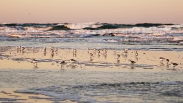 Hejno písečných brouků kráčejících podél pobřeží při odlivu — Stock video