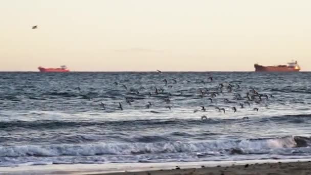 Αμμόλοφους που πετούν πάνω από την ακτή — Αρχείο Βίντεο