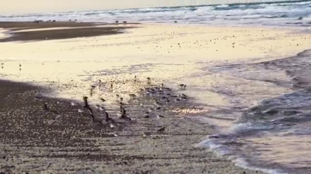 Sanderlings walking away from tide on beach — Stock Video