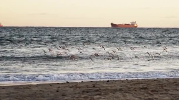 Sanderlings flying over shore — Stock Video