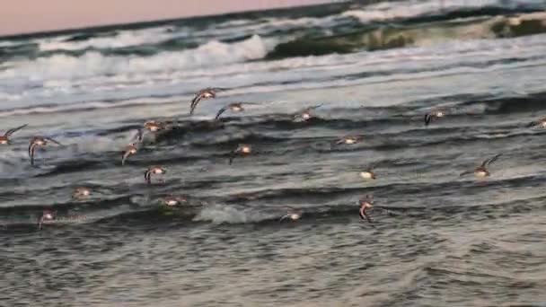 Sanderlings flying over shore — Stock Video