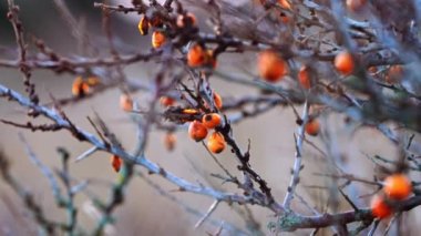Kışın Çırılçıplak Ağaçta Portakal Çilekleri