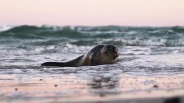 Fok, Foca Vitulina, Denizden Sahile İlerleme