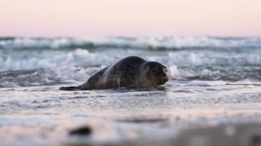 Seal, Phoca Vitulina, Sörf Sahili