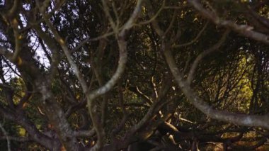 Güneş Işığı Ormanındaki Ağaçların Karışık Dalları