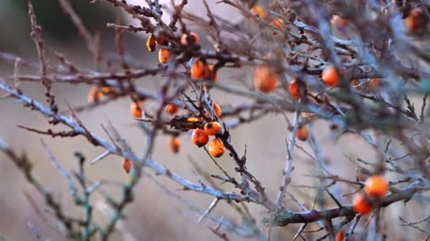 Bayas de naranja en el árbol desnudo en invierno al amanecer — Vídeo de stock
