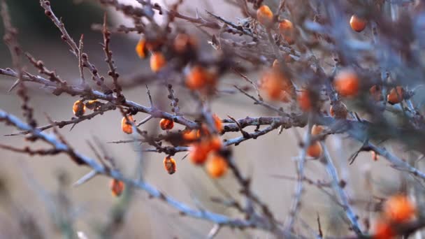 Πορτοκαλί μούρα σε αγριοκέρασο το χειμώνα — Αρχείο Βίντεο