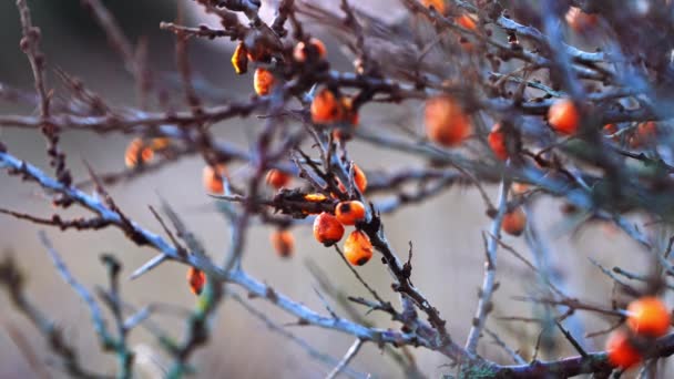 Оранжевые ягоды на голом дереве зимой — стоковое видео