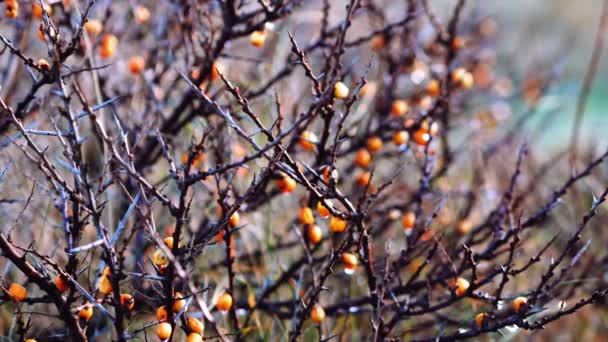 Bayas de naranja en árbol espinoso desnudo en invierno — Vídeo de stock
