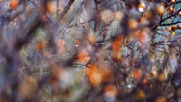 Bacche di arancia su un albero di spine nudo in inverno — Video Stock