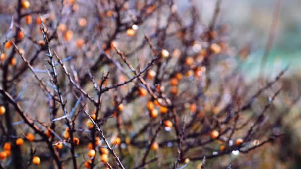 Πορτοκαλί μούρα σε λαγό αγκαθωτό δέντρο το χειμώνα — Αρχείο Βίντεο