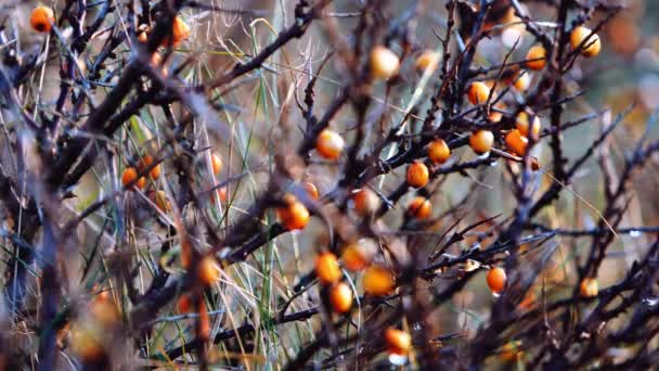 Oranžové bobule na holém trnitém stromě v zimě — Stock video
