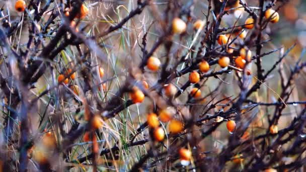 Oranžové bobule na holém trnitém stromě v zimě — Stock video