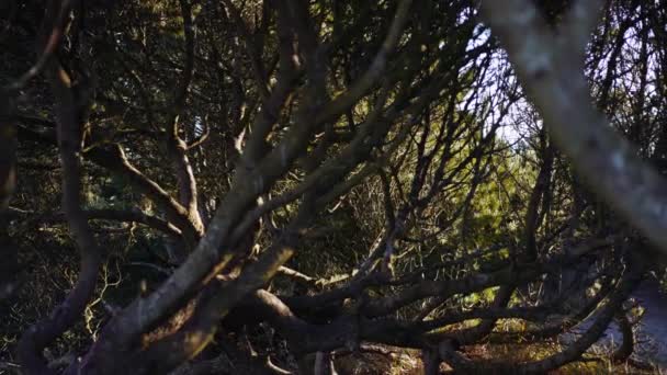 Zaplątane gałęzie drzew w słonecznym lesie — Wideo stockowe