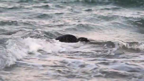 Gewone zeehond, Phoca Vitulina, In ondiep getijdenwater — Stockvideo
