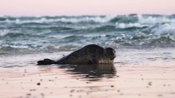 Common Seal, Phoca Vitulina, In Shallow Tidewater Moving To Beach — Stock Video