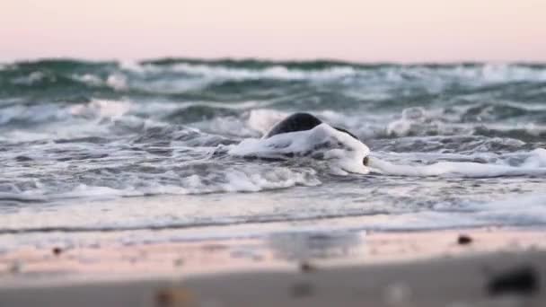 Vanlig säl, Phoca Vitulina, På stranden plaskad med surfing — Stockvideo